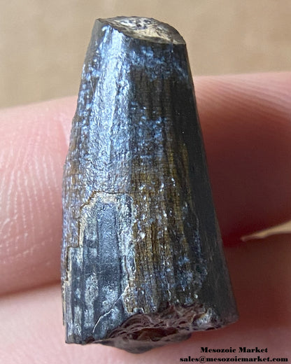 Fossilized dinosaur tooth of a Suchomimus theropod. #NER42471-2