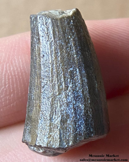 Fossilized dinosaur tooth of a Suchomimus theropod. #NER43034-2