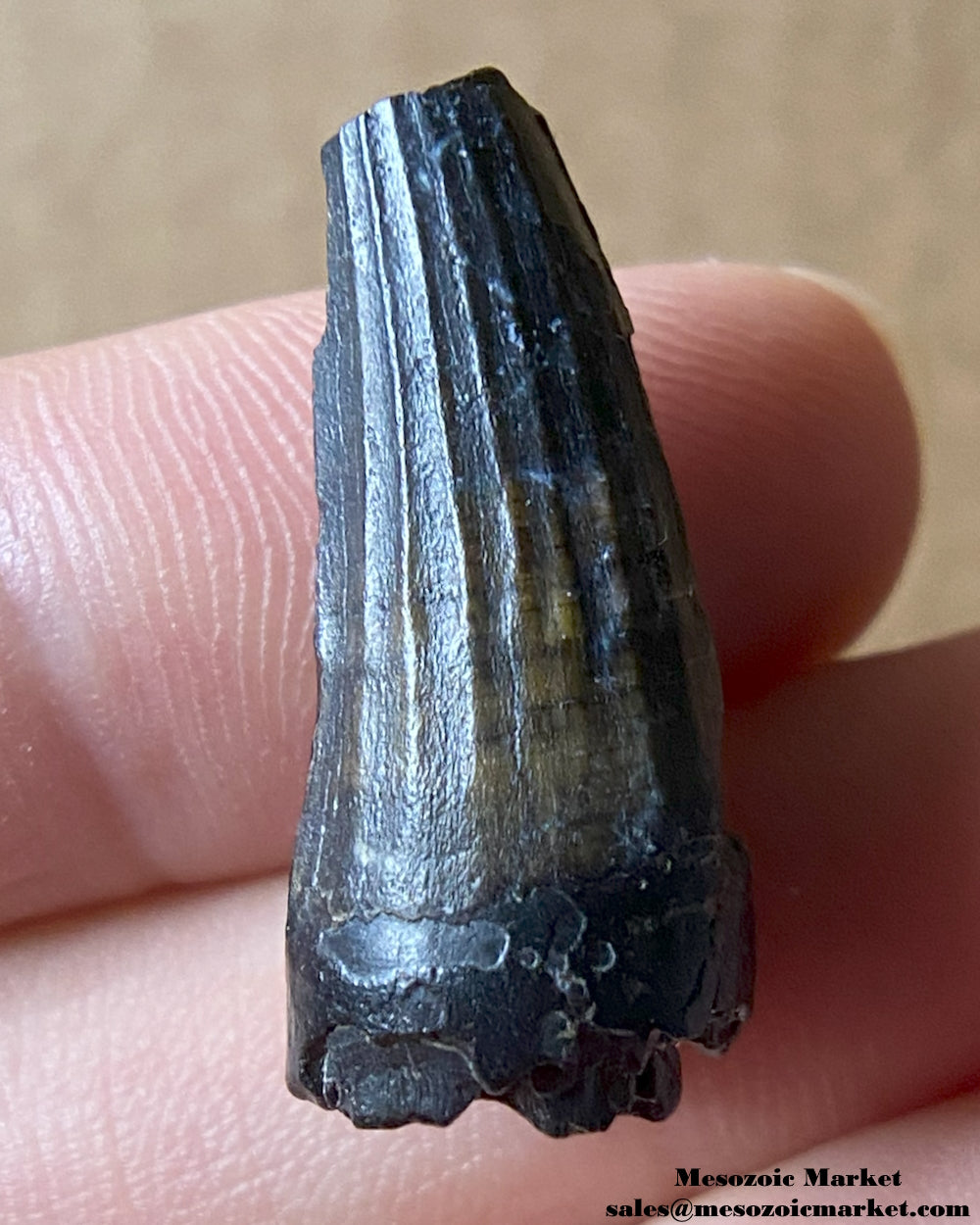 Fossilized dinosaur tooth of a Suchomimus theropod. #NER45582-1