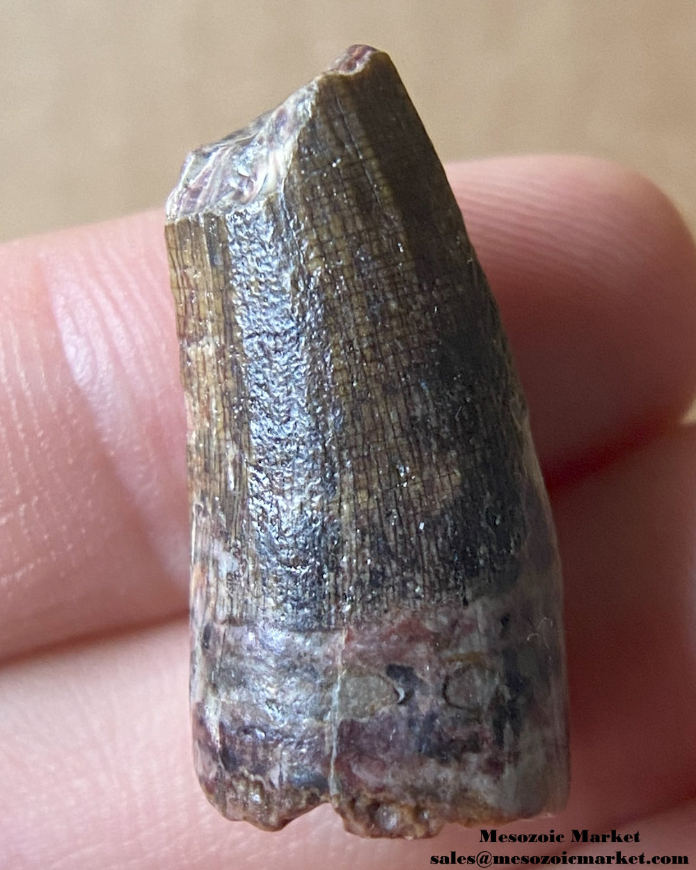 Fossilized dinosaur tooth of a Suchomimus theropod. #NER50670-1