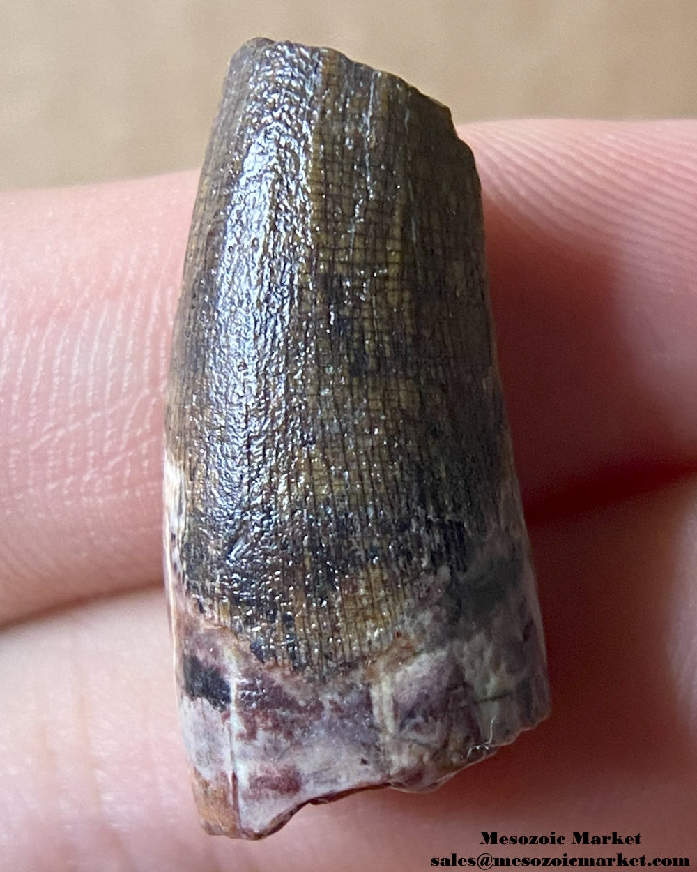 Fossilized dinosaur tooth of a Suchomimus theropod. #NER50670-2