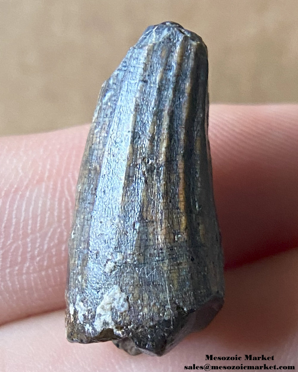 Fossilized dinosaur tooth of a Suchomimus theropod. #NER59348-1