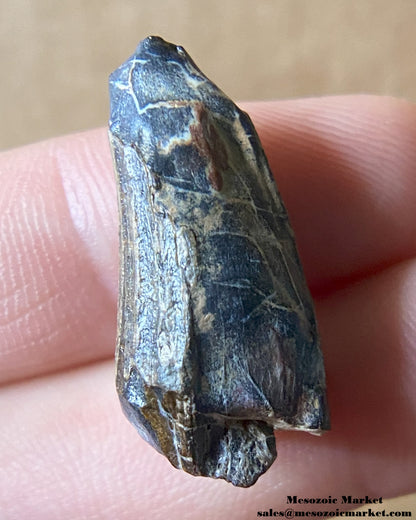 Fossilized dinosaur tooth of a Suchomimus theropod. #NER59348-2