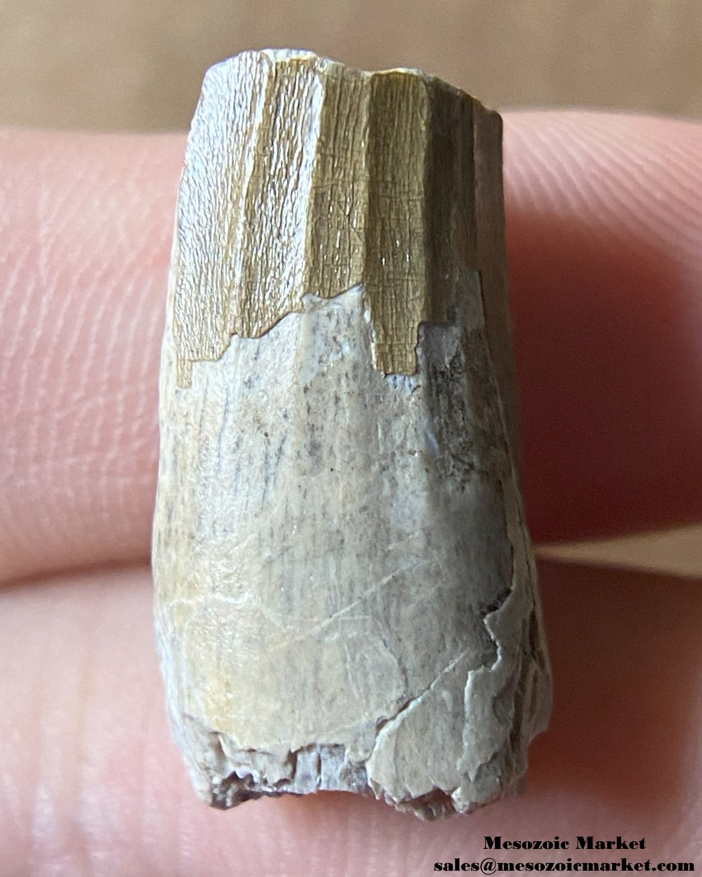 Fossilized dinosaur tooth of a Suchomimus theropod. #NER59846-1