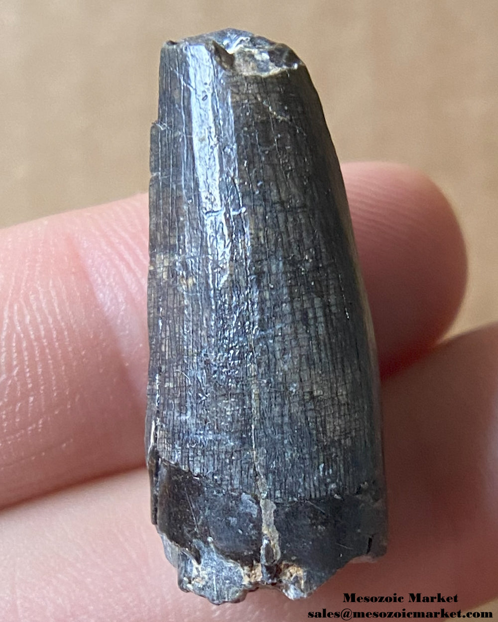 Fossilized dinosaur tooth of a Suchomimus theropod. #NER61161-1