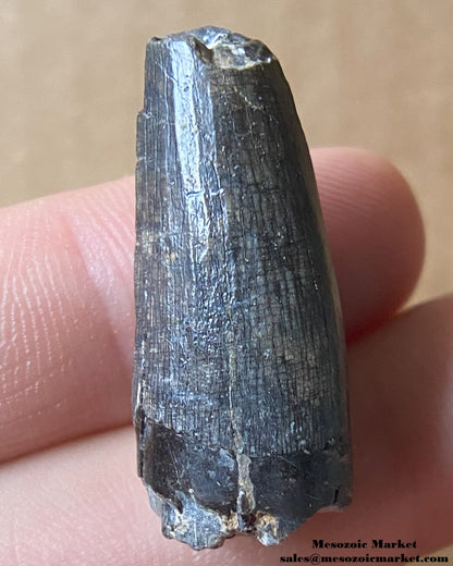 Fossilized dinosaur tooth of a Suchomimus theropod. #NER61161-1