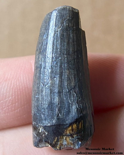 Fossilized dinosaur tooth of a Suchomimus theropod. #NER61161-2