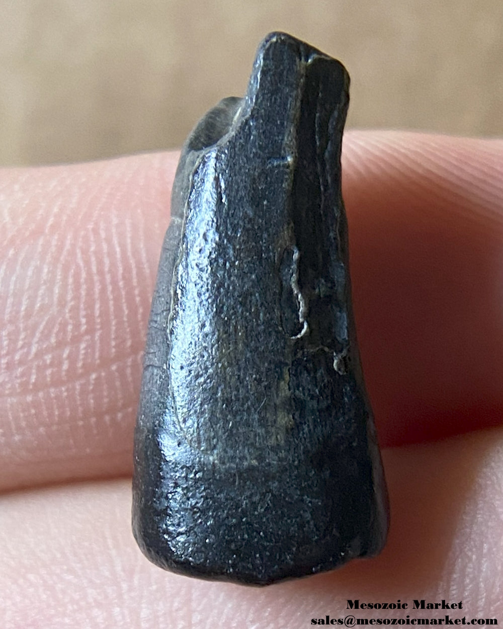 Suchomimus Tooth 0.8