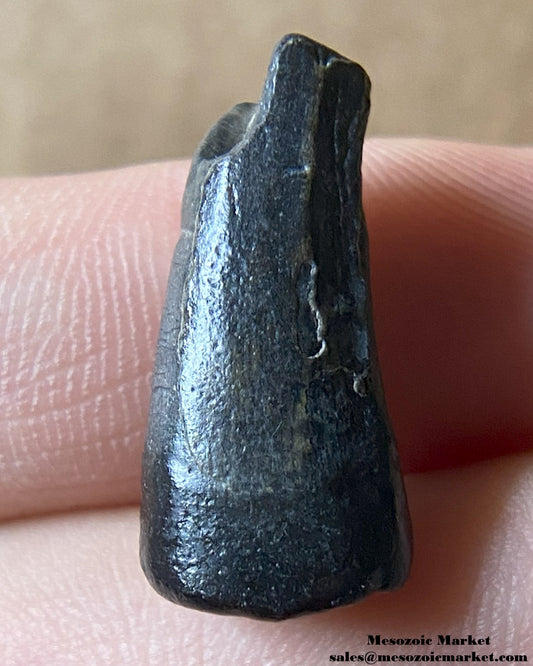 Fossilized dinosaur tooth of a Suchomimus theropod. #NER64710-1