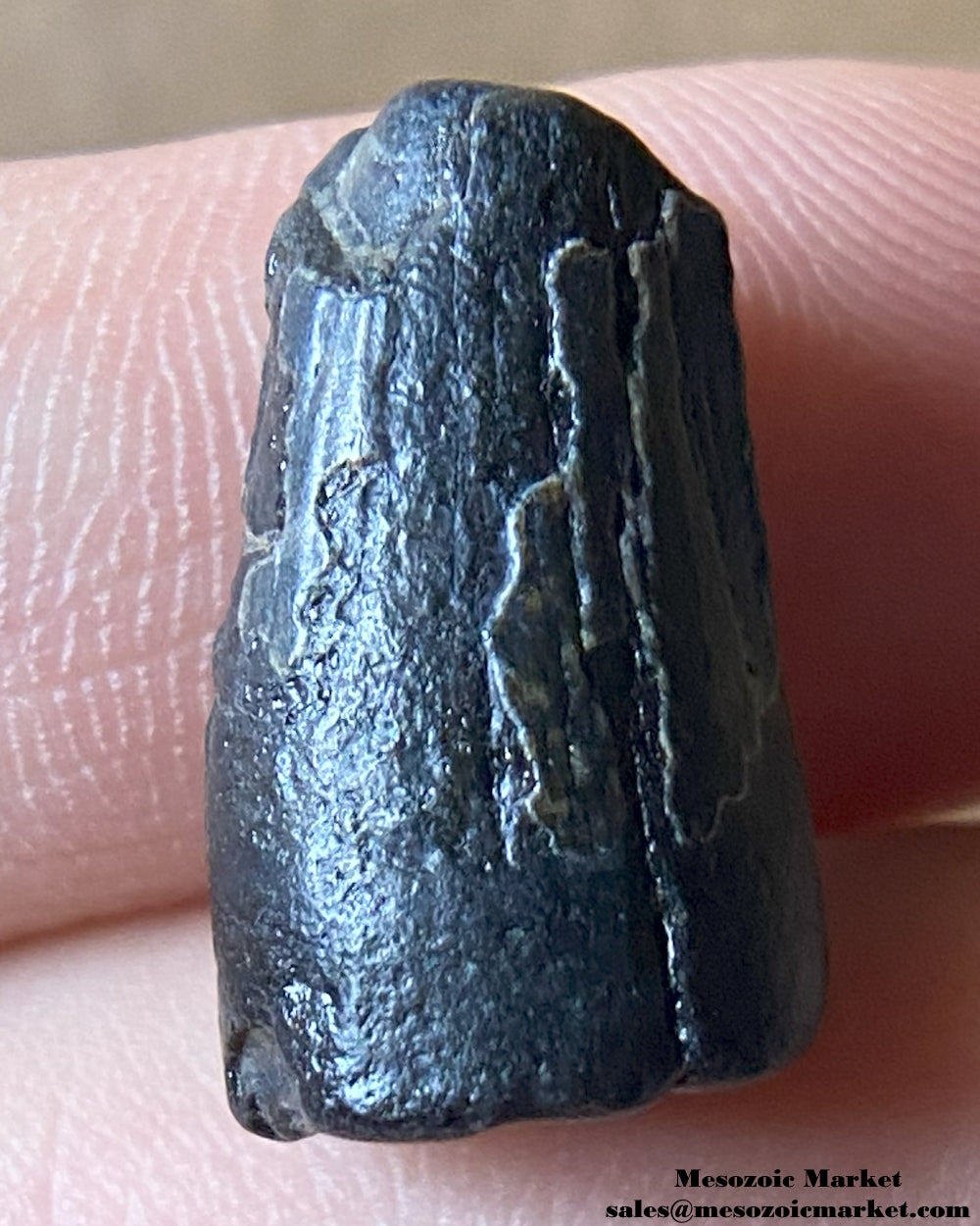 Suchomimus Tooth 0.66