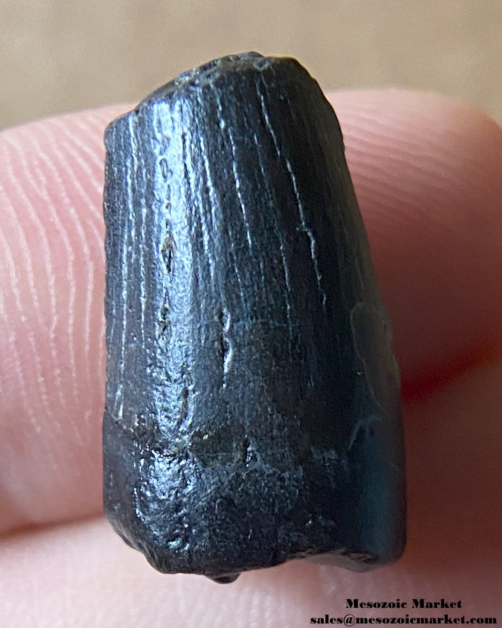 Fossilized dinosaur tooth of a Suchomimus theropod. #NER66776-2