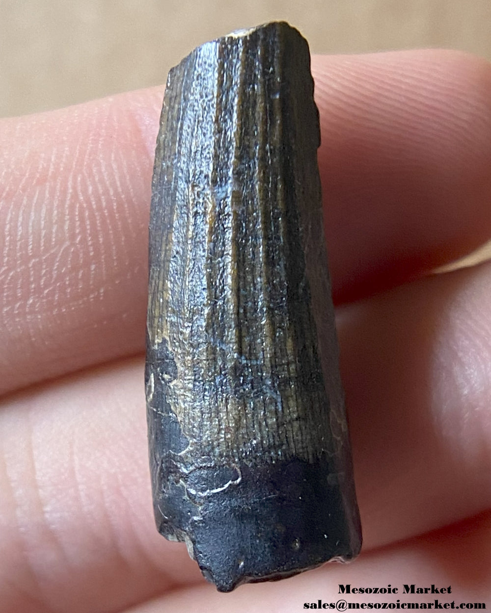 Fossilized dinosaur tooth of a Suchomimus theropod. #NER76940-1