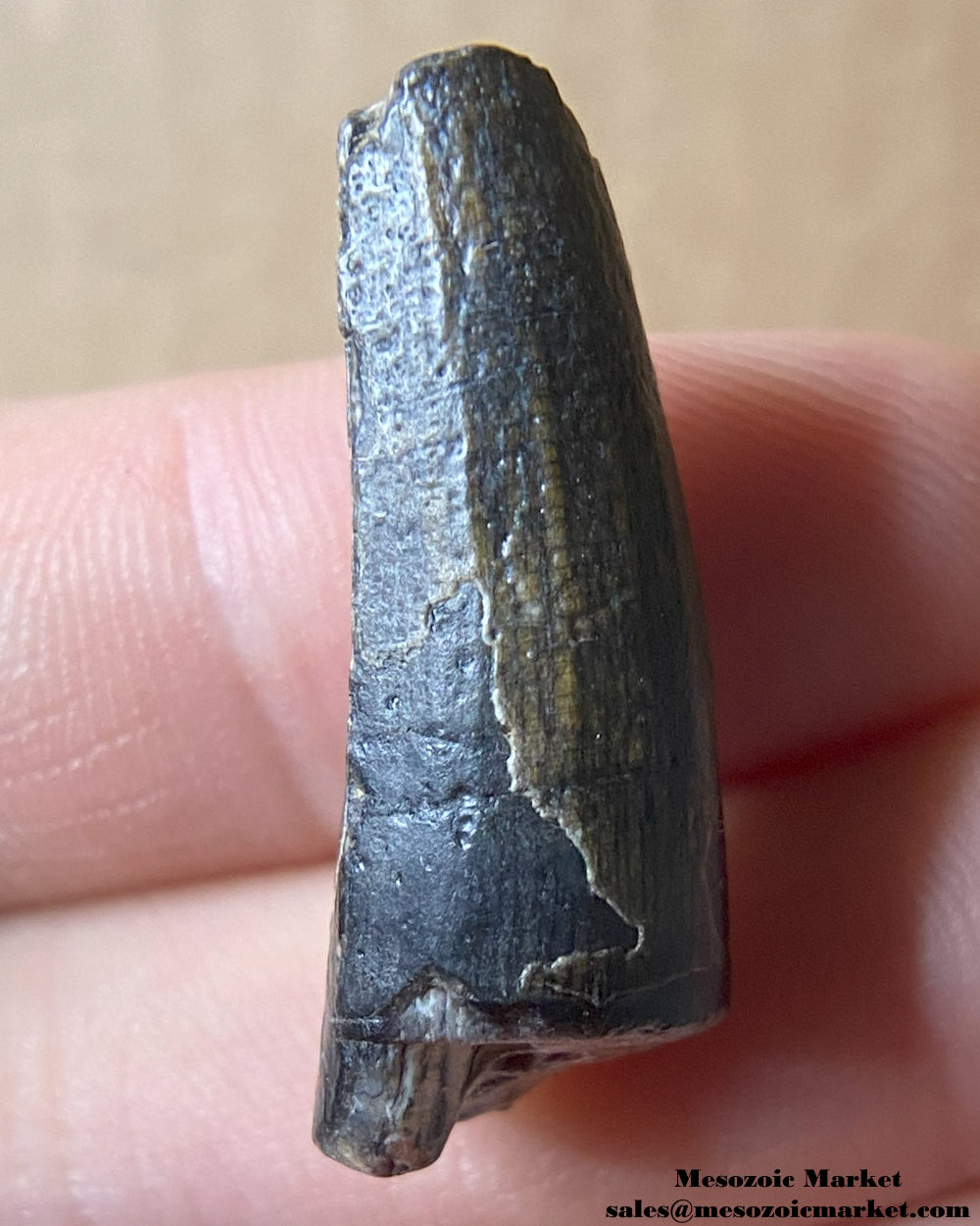 Fossilized dinosaur tooth of a Suchomimus theropod. #NER76940-2