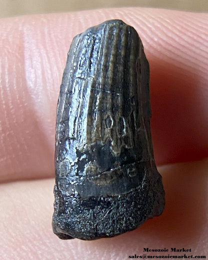 Fossilized dinosaur tooth of a Suchomimus theropod. #NER79466-1