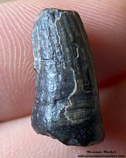 Fossilized dinosaur tooth of a Suchomimus theropod. #NER79466-2