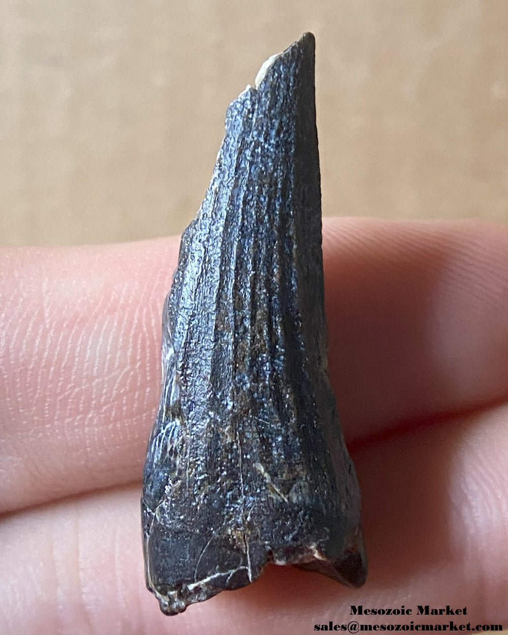 Fossilized dinosaur tooth of a Suchomimus theropod. #NER94357-1