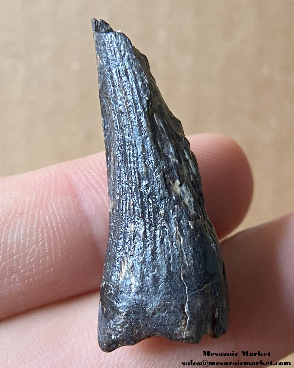 Fossilized dinosaur tooth of a Suchomimus theropod. #NER94357-2