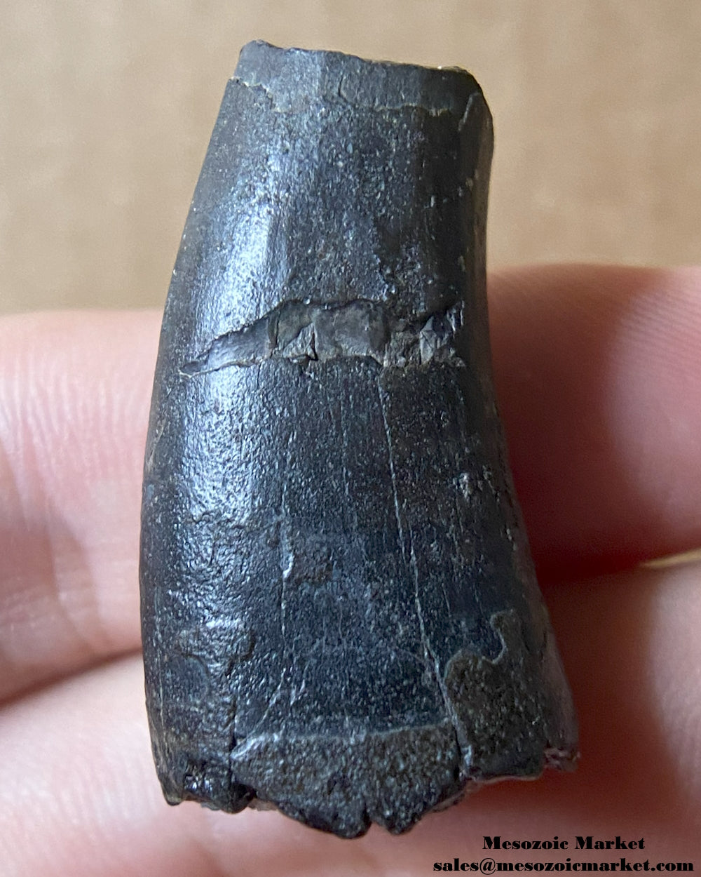 Fossilized dinosaur tooth of a Suchomimus theropod. #NER99204-1