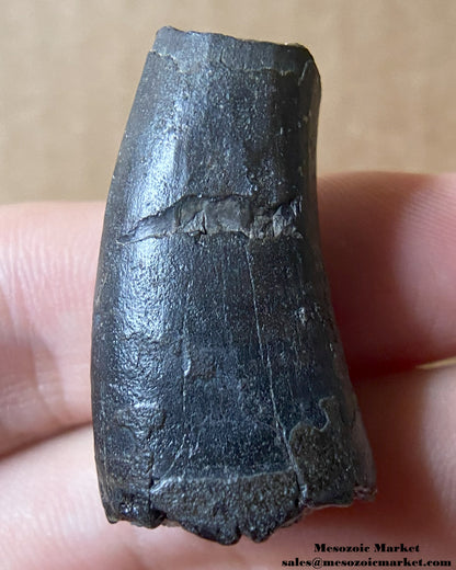 Fossilized dinosaur tooth of a Suchomimus theropod. #NER99204-1