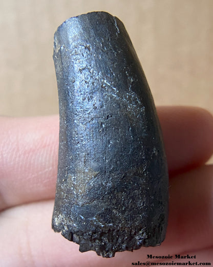 Fossilized dinosaur tooth of a Suchomimus theropod. #NER99204-2