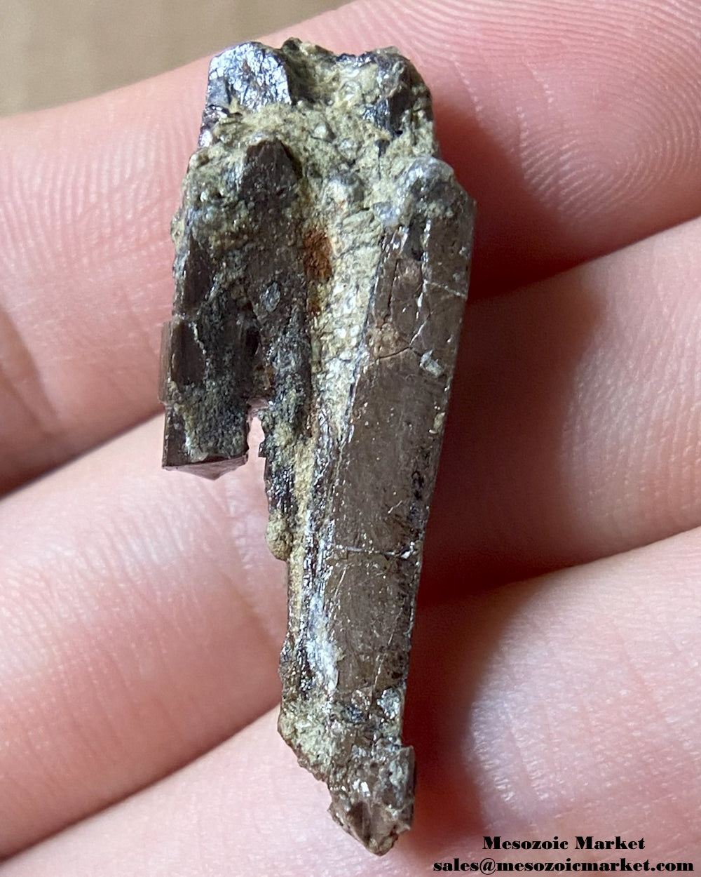 Fossilized dinosaur tooth fragment. #MAR15386-2