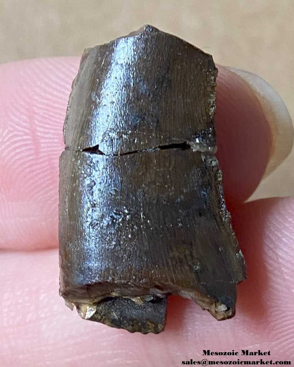 An image of a Jurassic theropod dinosaur tooth.