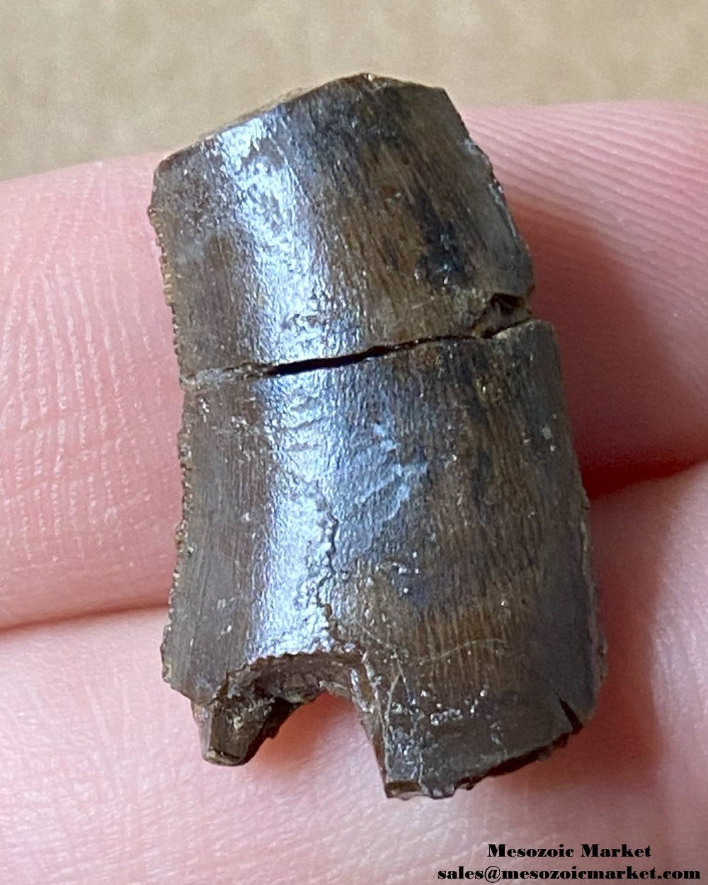 An image of a Jurassic theropod dinosaur tooth.