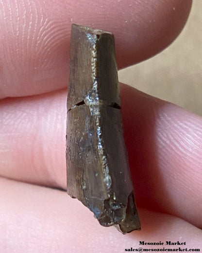 An image of a Jurassic theropod dinosaur tooth.