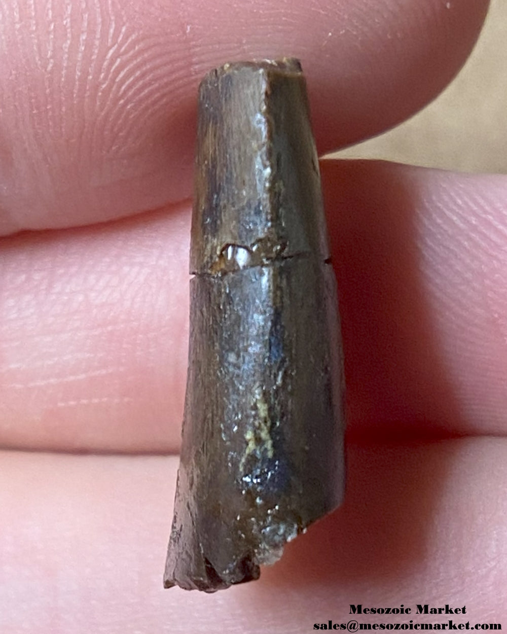 An image of a Jurassic theropod dinosaur tooth.