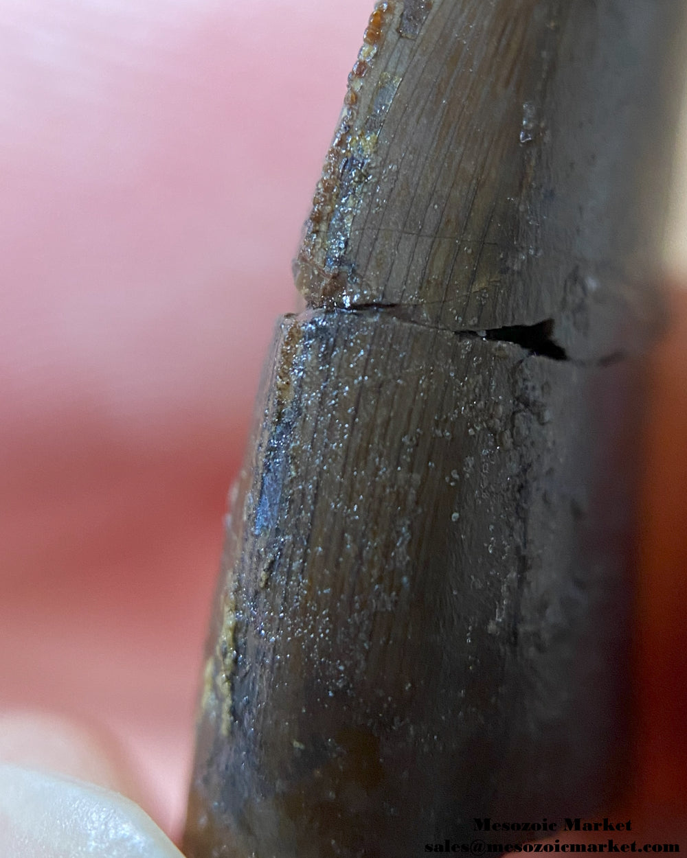 An image of a Jurassic theropod dinosaur tooth.