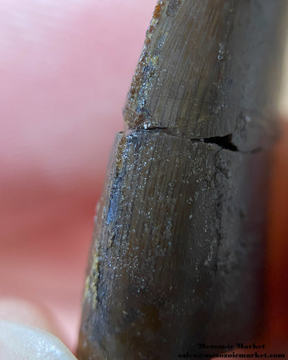 An image of a Jurassic theropod dinosaur tooth.