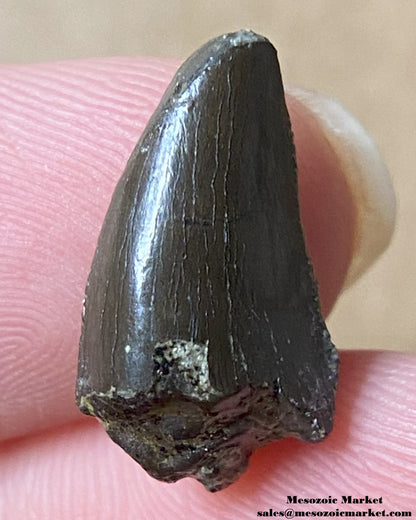 An image of a Jurassic theropod dinosaur tooth.