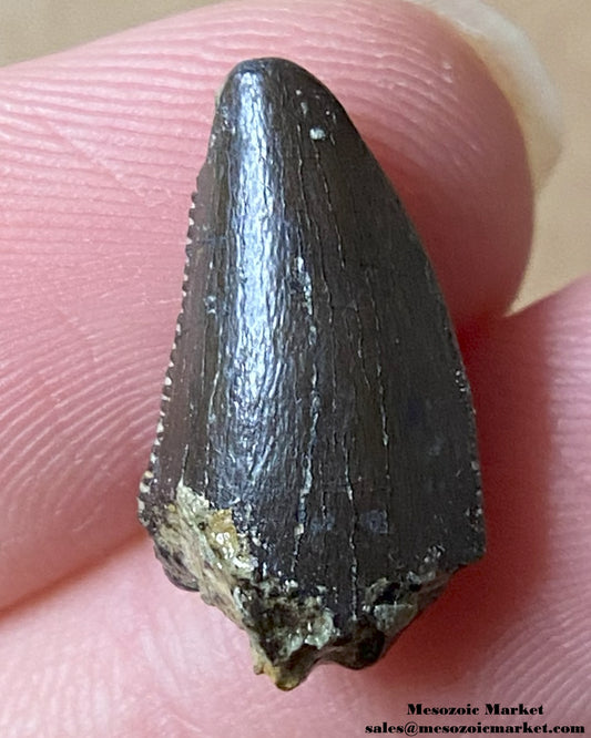 An image of a Jurassic theropod dinosaur tooth.