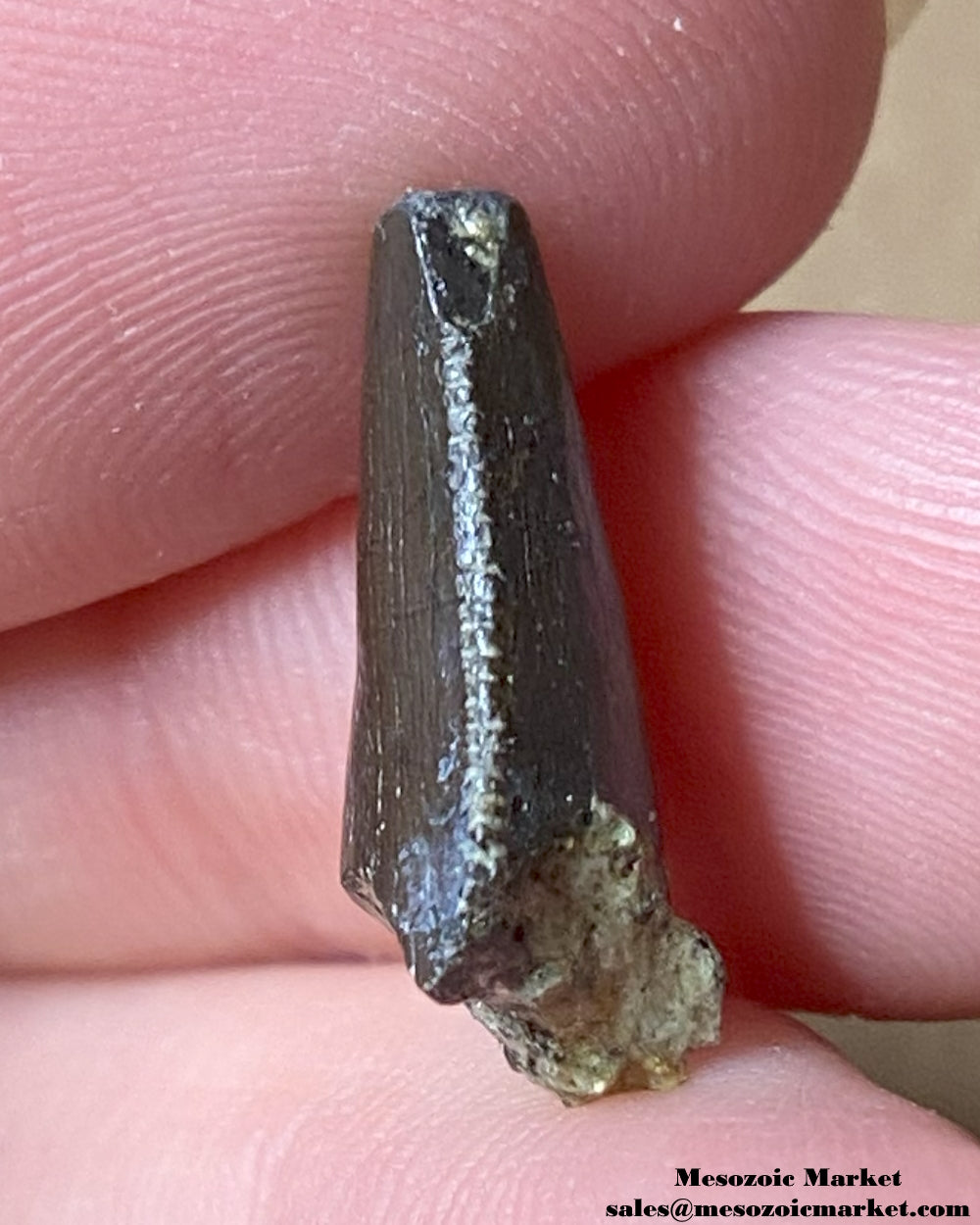 An image of a Jurassic theropod dinosaur tooth.