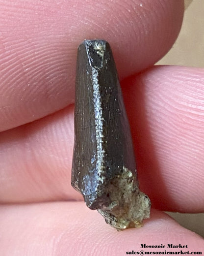 An image of a Jurassic theropod dinosaur tooth.