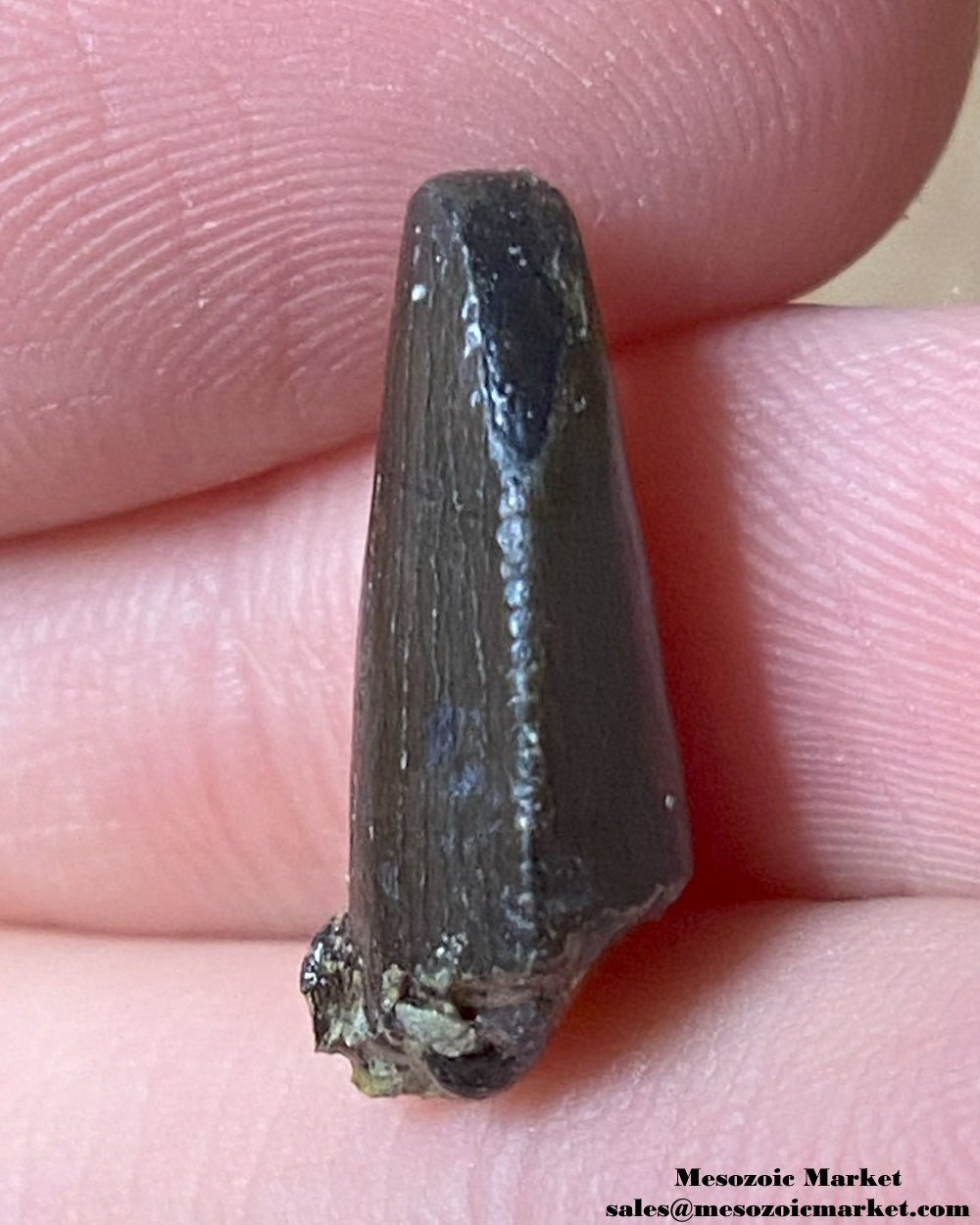 An image of a Jurassic theropod dinosaur tooth.