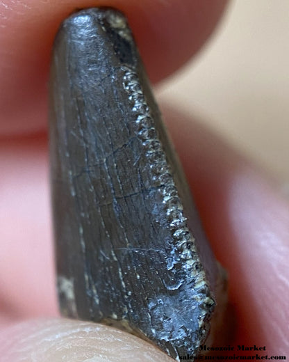 An image of a Jurassic theropod dinosaur tooth.