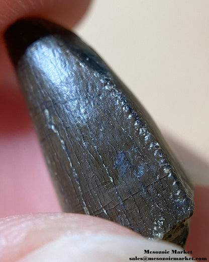 An image of a Jurassic theropod dinosaur tooth.