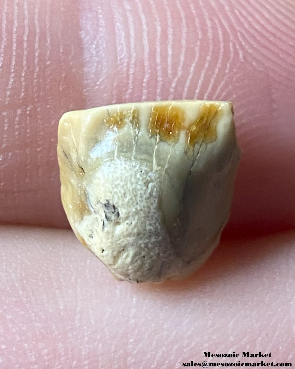 An image of a fossilized tooth from a Triceratops or Torosaurus dinosaur. #USA59268-1