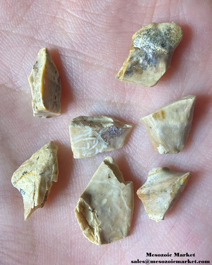 An image of seven fossilized shed teeth from a Triceratops or Torosaurus dinosaur. #USASP05-1