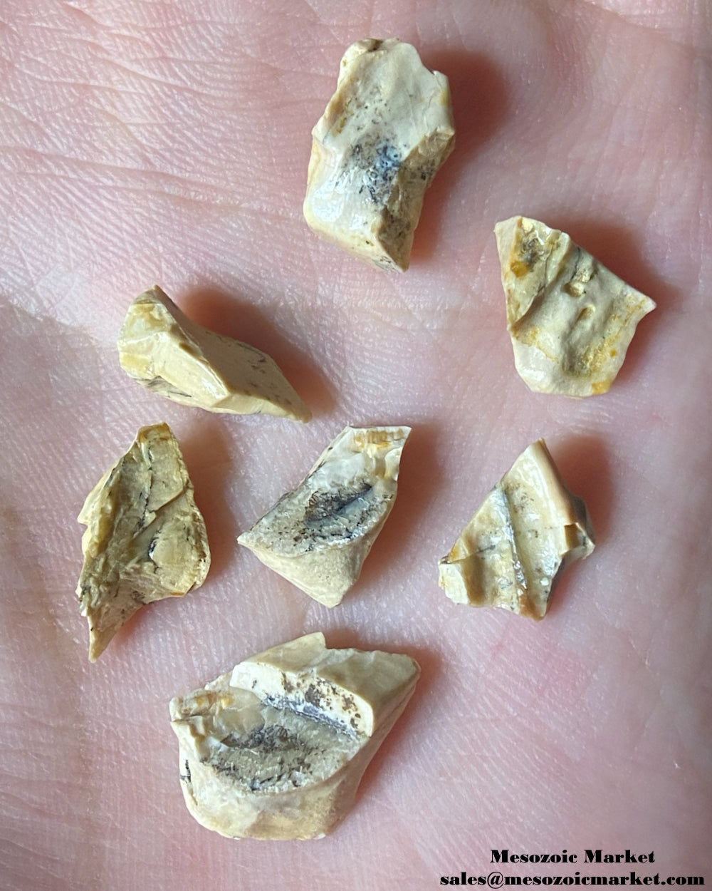 An image of seven fossilized shed teeth from a Triceratops or Torosaurus dinosaur. #USASP05-2