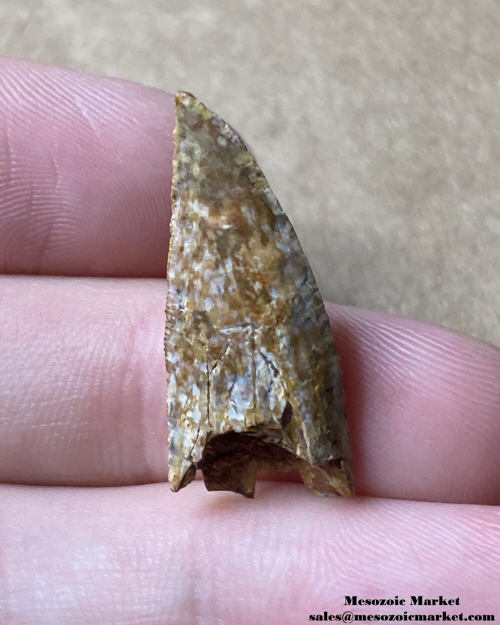 An image of a heavily worn fossilized tooth on from a Rugops dinosaur.