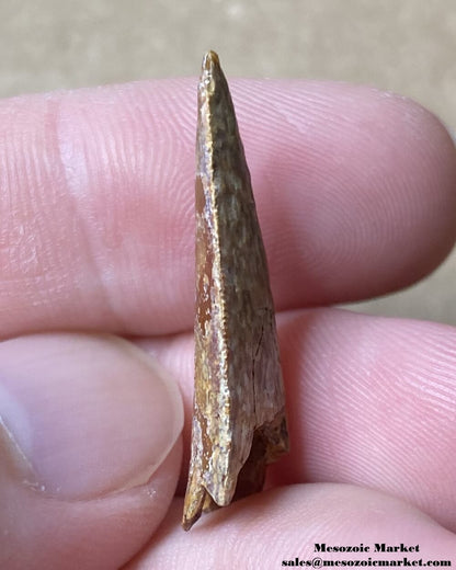 An image of the distal side of a worn fossilized tooth on from a Rugops dinosaur.