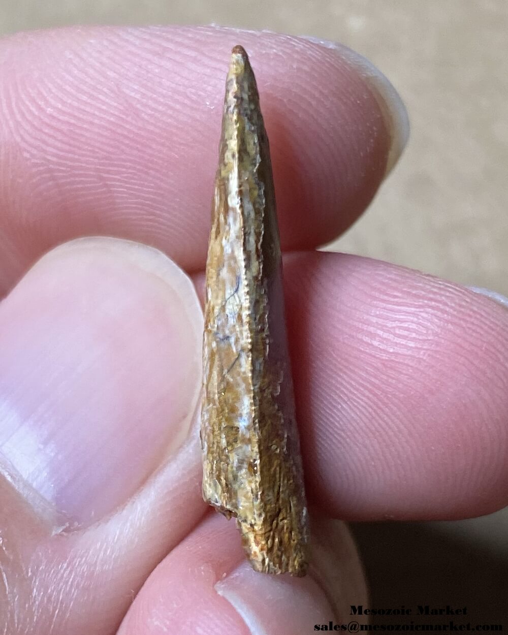 An image of the mesial side of a worn fossilized tooth on from a Rugops dinosaur.