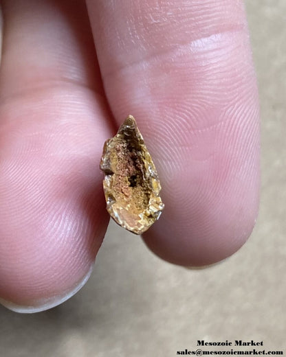 An image of a fossilized tooth cross-section from a Rugops dinosaur.