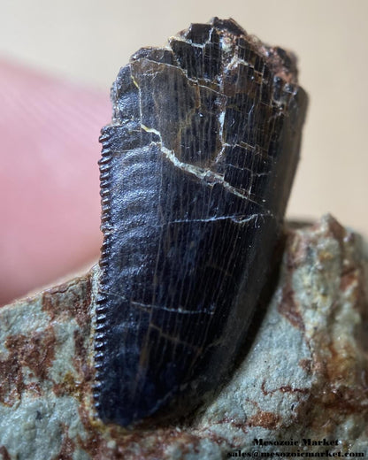 Distal serrations of a fossilized dinosaur tooth of a Dekkar abelisaurid theropod on original matrix. #MAR18851-5