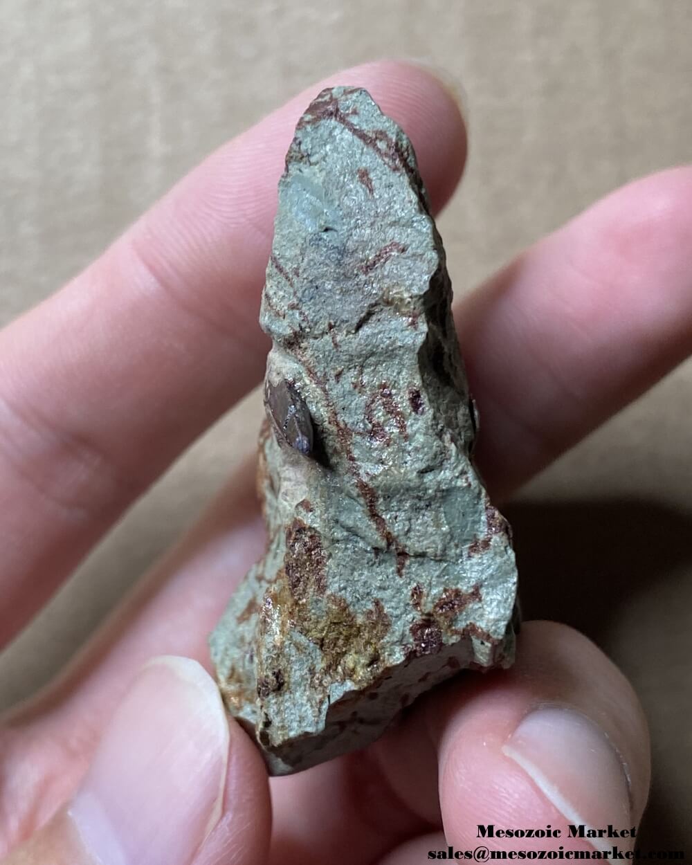 Top view of a fossilized dinosaur tooth of a small Dekkar abelisaurid theropod on original matrix. #MAR91483-3