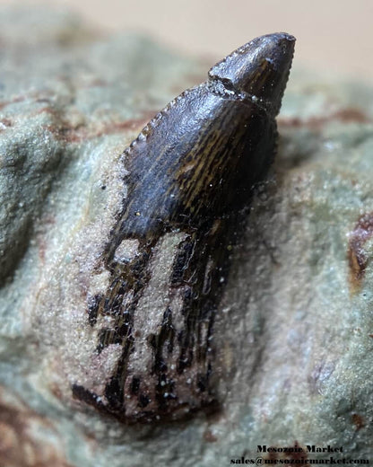 Fossilized dinosaur tooth of a small Dekkar abelisaurid theropod on original matrix. #MAR91483-4