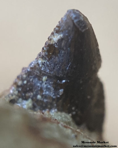 Tip of a fossilized dinosaur tooth of a small Dekkar abelisaurid theropod on original matrix. #MAR91483-5