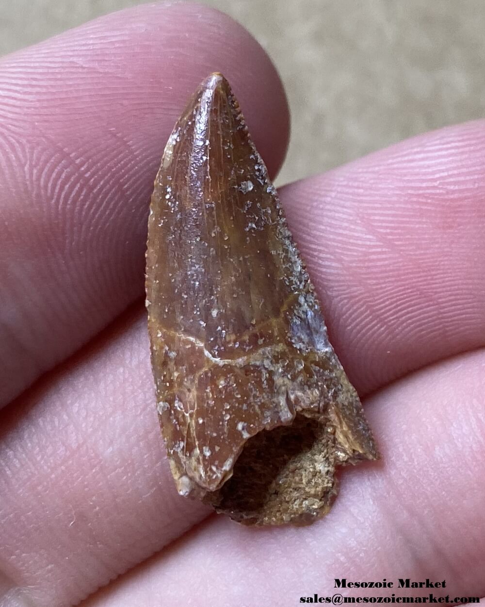 An image of a fossilized tooth from a Rugops dinosaur.